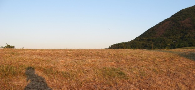 Anacamptis pyramidalis